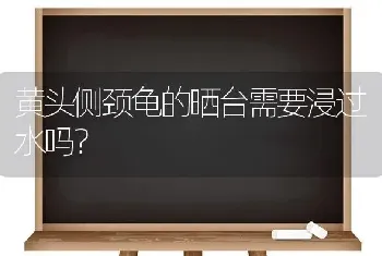 黄头侧颈龟的晒台需要浸过水吗？