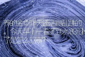 养的金鱼昨天还活蹦乱跳的，今天早上一看沉到水底死掉了是怎么回事？