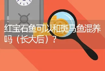 红宝石鱼可以和斑马鱼混养吗（长大后）？