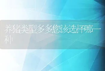 养猪类型多多您该选择哪一种