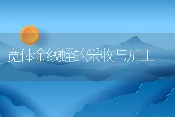 宽体金线蛭的采收与加工