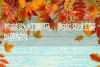 狗能吃红薯吗，狗能吃红薯吗熟的