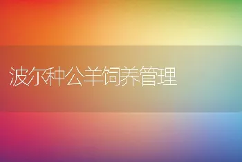 波尔种公羊饲养管理