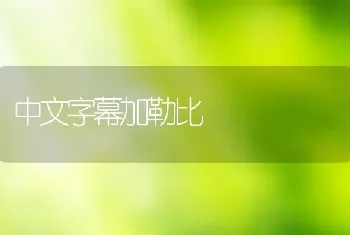 中文字幕加勒比