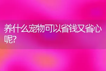 养什么宠物可以省钱又省心呢？