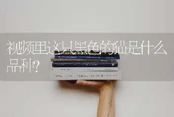 视频里这只黑色的猫是什么品种？