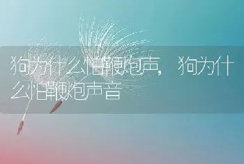 狗为什么怕鞭炮声，狗为什么怕鞭炮声音