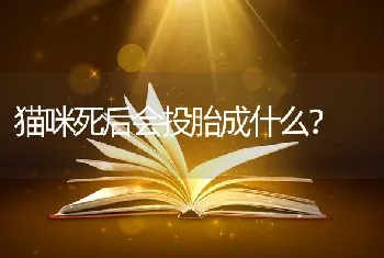 猫咪死后会投胎成什么？