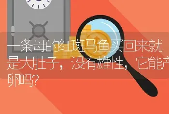 一条母的红斑马鱼买回来就是大肚子，没有雄性，它能产卵吗？