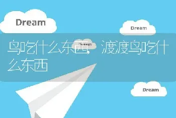 鸟吃什么东西，渡渡鸟吃什么东西