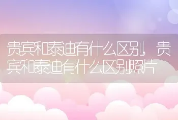 贵宾和泰迪有什么区别，贵宾和泰迪有什么区别照片