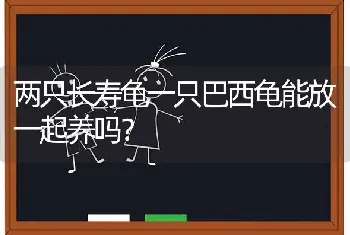 两只长寿龟一只巴西龟能放一起养吗？