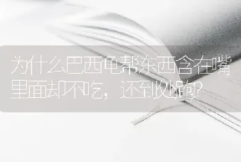 为什么巴西龟帮东西含在嘴里面却不吃，还到处跑？