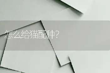 怎么给猫配种？