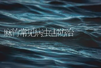 麻竹常见病虫害防治