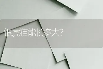 新陀枪师姐里萱萱养的什么猫？