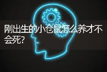 刚出生的小仓鼠怎么养才不会死？