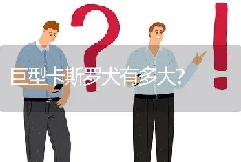 巨型卡斯罗犬有多大？