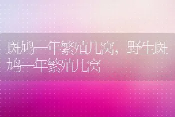 斑鸠一年繁殖几窝，野生斑鸠一年繁殖几窝