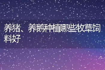 养猪、养鹅种植哪些牧草饲料好