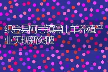 织金县阿弓镇黑山羊养殖产业实现新突破