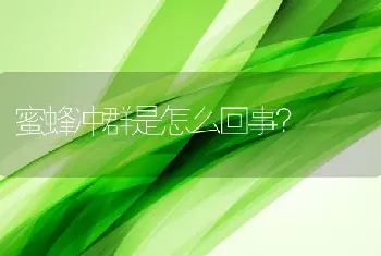 蜜蜂冲群是怎么回事？