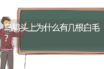 乌鸫头上为什么有几根白毛？