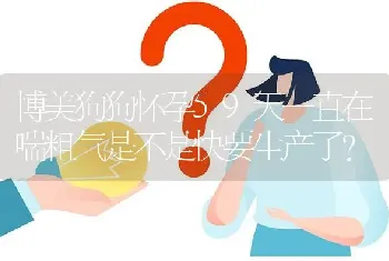 博美狗狗怀孕59天一直在喘粗气是不是快要生产了？