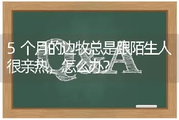 5个月的边牧总是跟陌生人很亲热，怎么办？