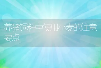 养猪饲料中使用小麦的注意要点