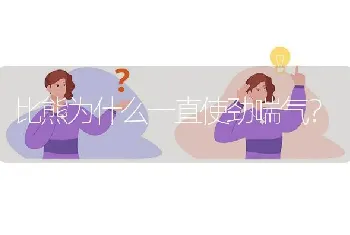 比熊为什么一直使劲喘气？