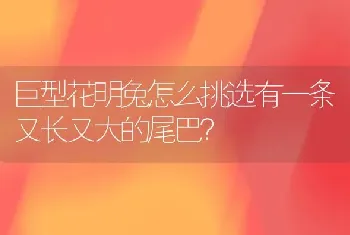 巨型花明兔怎么挑选有一条又长又大的尾巴？