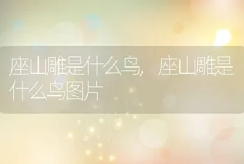 彼岸花的种子，彼岸花的种子长什么样