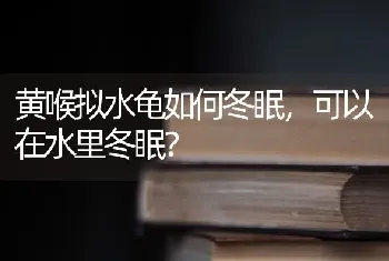 黄喉拟水龟如何冬眠，可以在水里冬眠？