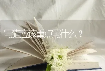 写猫应该重点写什么？