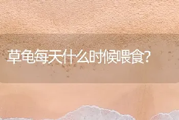 草龟每天什么时候喂食？