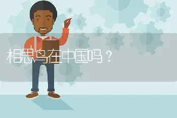 相思鸟在中国吗？