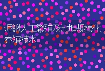 泥鳅人工繁殖及池塘规模化养殖技术