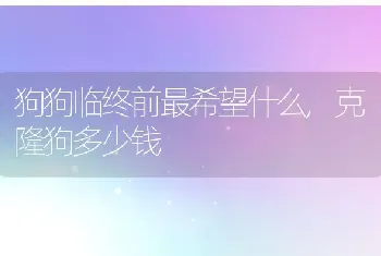 狗狗临终前最希望什么，克隆狗多少钱