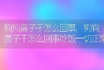 狗狗鼻子干怎么回事，狗狗鼻子干怎么回事吃饭一切正常