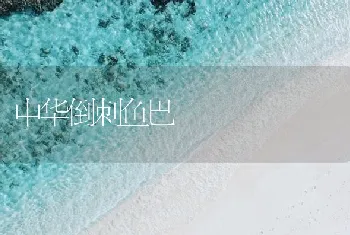 中华倒刺鱼巴