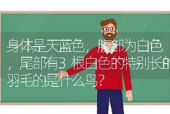 身体是天蓝色，腹部为白色，尾部有3根白色的特别长的羽毛的是什么鸟？