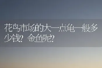 花鸟市场的大一点龟一般多少钱？金鱼呢？