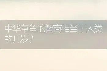 狗狗舌头发白吐吃什么药？