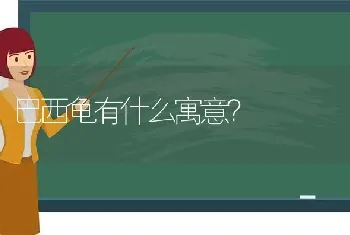 巴西龟有什么寓意？