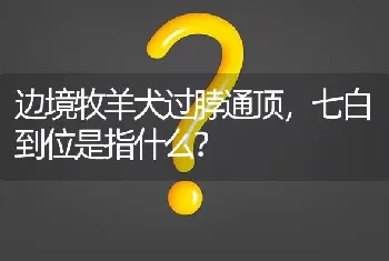 边境牧羊犬过脖通顶，七白到位是指什么？