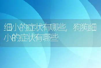 细小的症状有哪些，狗狗细小的症状有哪些