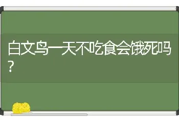 白文鸟一天不吃食会饿死吗？