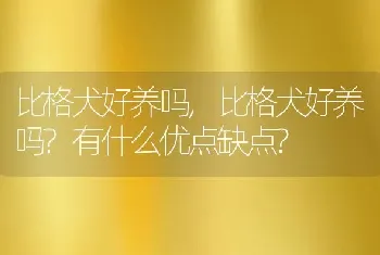 比格犬好养吗，比格犬好养吗？有什么优点缺点？