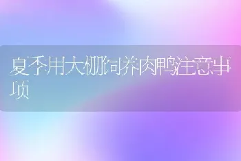 夏季用大棚饲养肉鸭注意事项